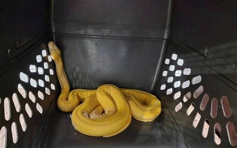 Oklahoma trailer park python captured after 6 months